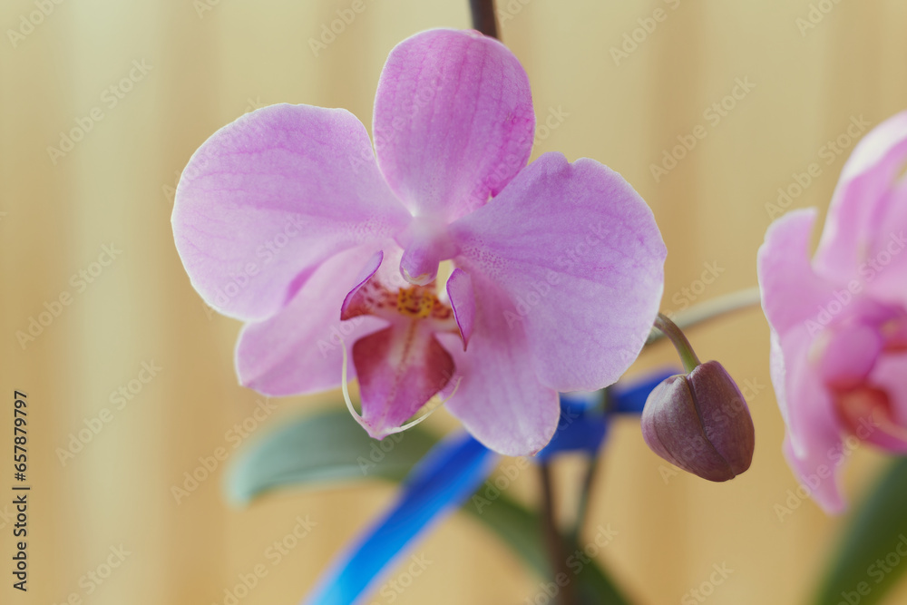 Obraz premium A close-up of a delicate pink orchid flower