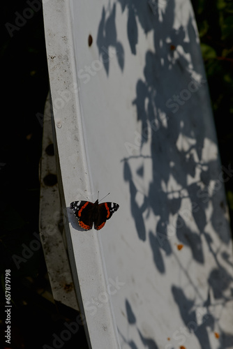 A butterfly perched on an old satellite dish