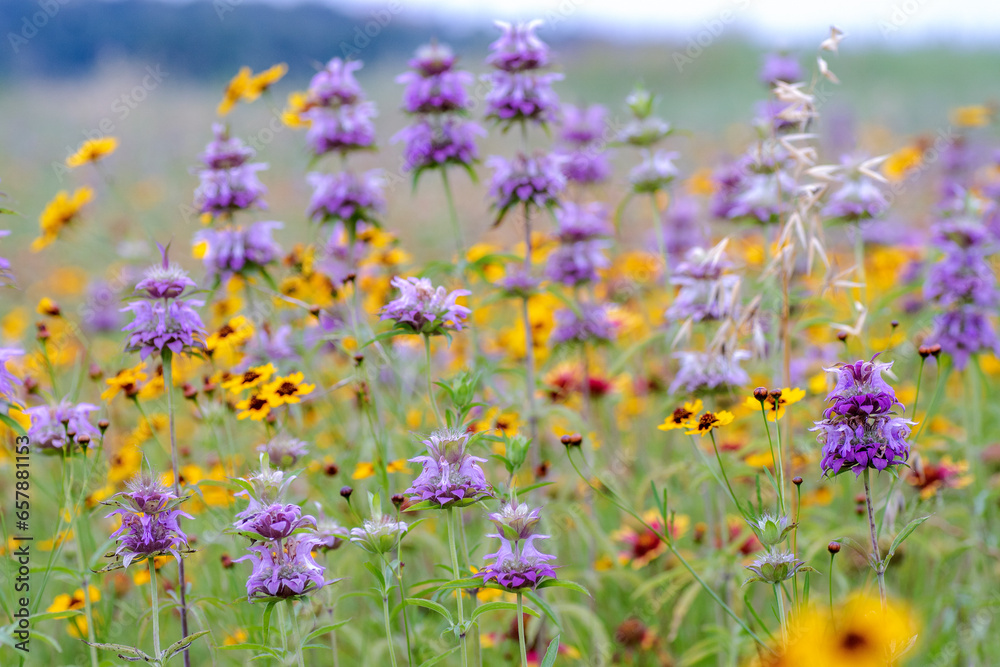 Obraz premium Texas Spring Wildflowers