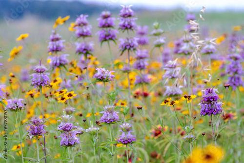 Texas Spring Wildflowers © Kanokwalee