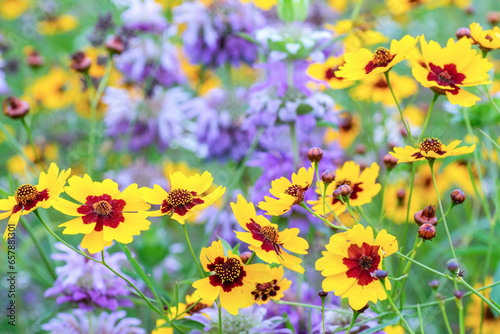 Texas Spring Wildflowers © Kanokwalee