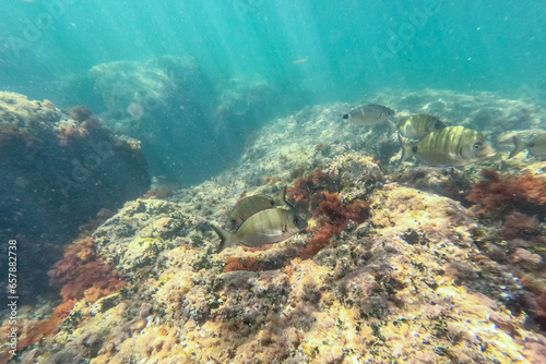 Fototapeta Naklejka Na Ścianę i Meble -  Underwater school of fish with sunlight below water surface in the Mediterranean sea Denia Las Rotas nature reserve  Alicante, Valencia, Spain