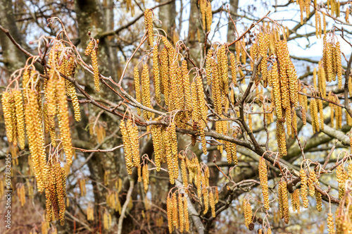 The trees bloomed in the spring. The earrings on the tree Birch and Alder.