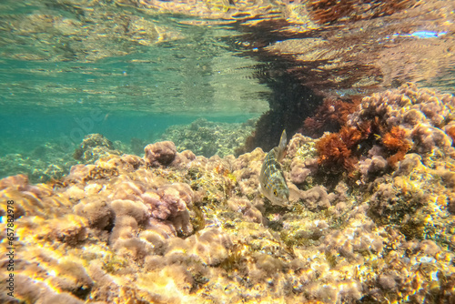 Underwater school of fish with sunlight below water surface in the Mediterranean sea Denia Las Rotas nature reserve  Alicante, Valencia, Spain © ANADEL