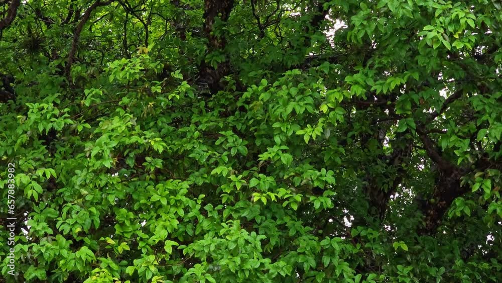 Foliage, beautiful record of foliage right after rain in a city in Brazil, 4k. Foliage, beautiful record of foliage right after rain in a city in Brazil, 4k.