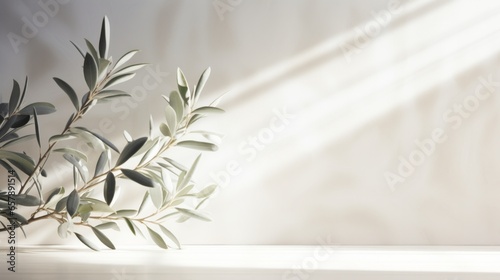 Ethereal Olive Tree Leaves Against a White Wall Enhanced by Bold Shadows and Sunrays photo