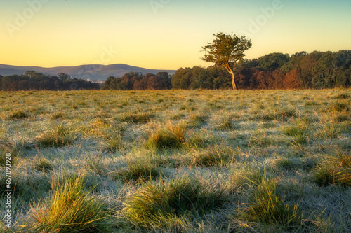 Frost covered grass and twisted tree illuminated by sunrise with forest and mountains in background, Dublin city, Pheonix Park, Ireland