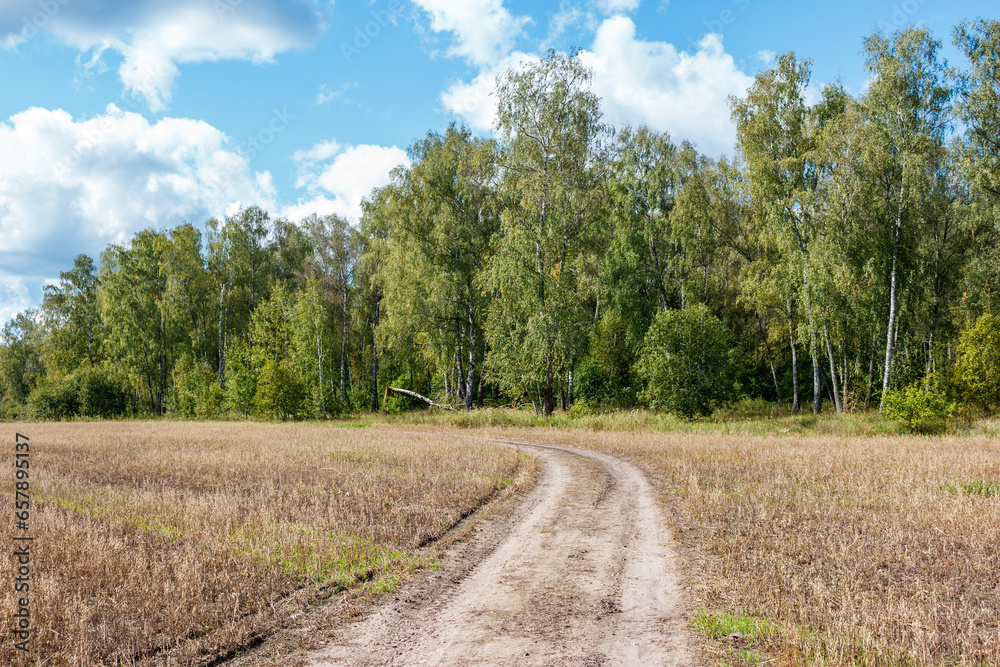Country dirt road running through a farmer's field. Birch grove behind the field Country dirt road running through a farmer's field. Birch grove behind the field