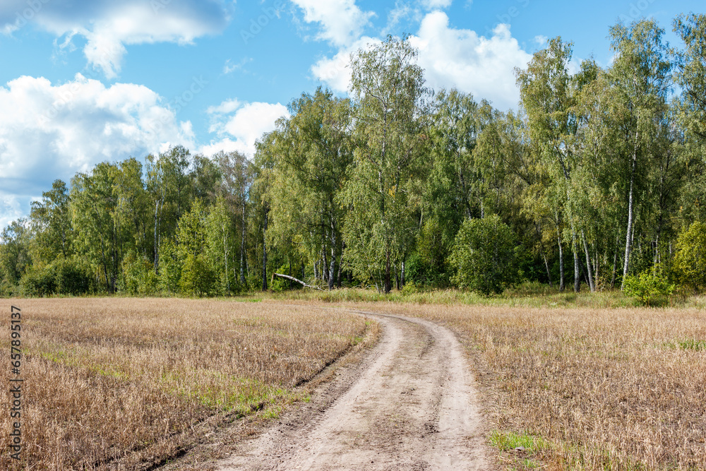 Country dirt road running through a farmer's field. Birch grove behind the field