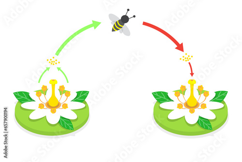 3D Isometric Flat  Conceptual Illustration of Pollination Process Diagram, Plant Reproduction photo