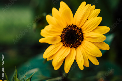 Sunflower blooms  blue sky. Decorative sunflower. Production of sunflower oil