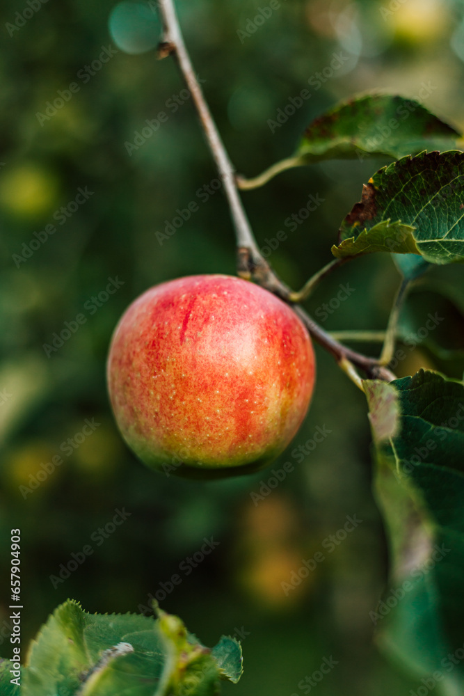 A red apple on a branch in the garden. Growing apples. Autumn day outside A red apple on a branch in the garden. Growing apples. Autumn day outside