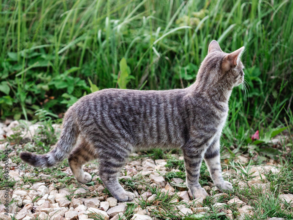 Grey color tabby cat hunting mouse in a country side. Looking for prey in tall green grass. Country cat life. Grey color tabby cat hunting mouse in a country side. Looking for prey in tall green grass. Country cat life.
