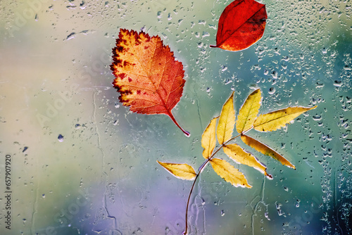 Autumn leaves on window in rainy day 