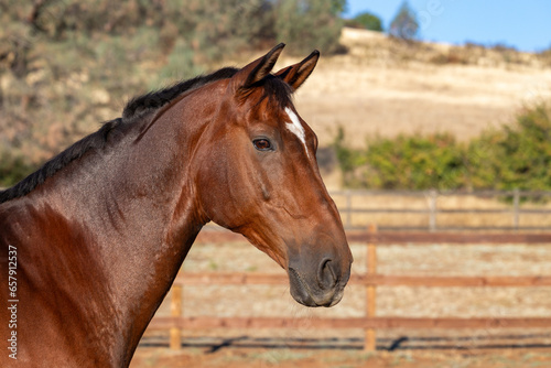 Head shot of a handsome bay horse standing in a pasture.