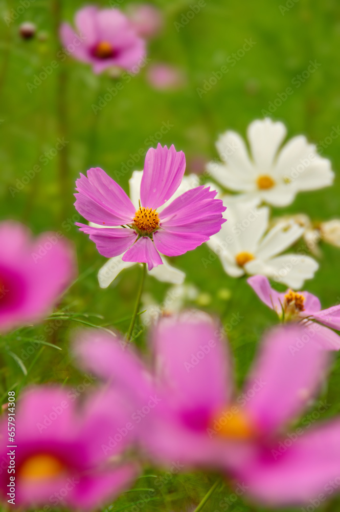 秋の野原に咲くピンクのコスモスの花の背景がボケた写真