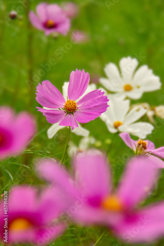 秋の野原に咲くピンクのコスモスの花の背景がボケた写真 © 孝之 藤野