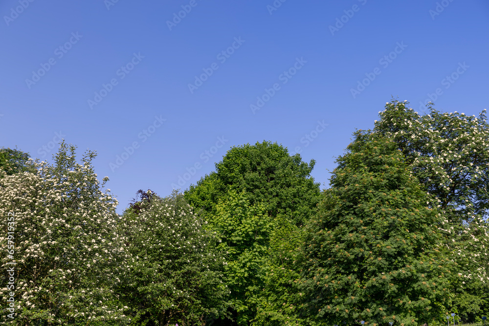 rowan flowers during flowering in spring park