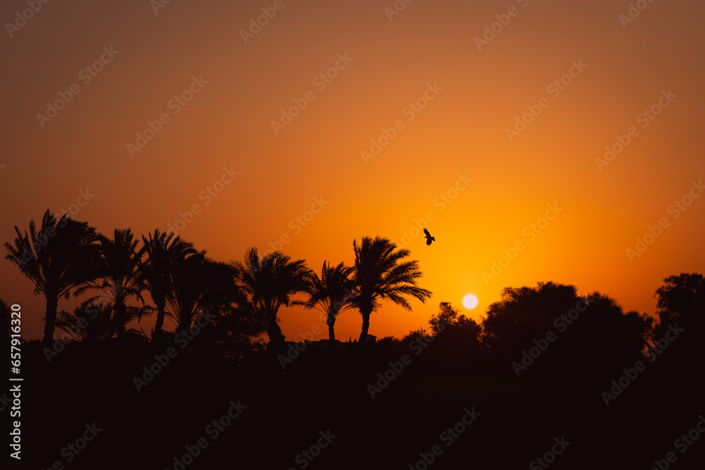 The golden sun bids farewell as it sets behind a majestic backdrop of swaying palm trees in the vast expanse of the desert The golden sun bids farewell as it sets behind a majestic backdrop of swaying palm trees in the vast expanse of the desert