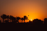 The golden sun bids farewell as it sets behind a majestic backdrop of swaying palm trees in the vast expanse of the desert