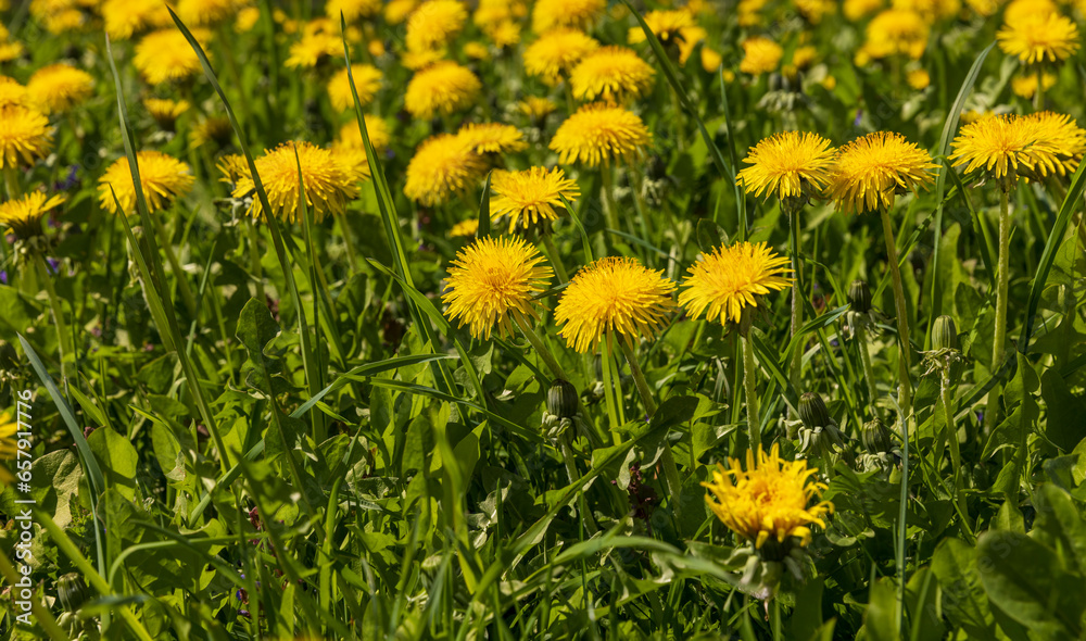 spring yellow dandelions in sunny weather, close-up spring yellow dandelions in sunny weather, close-up