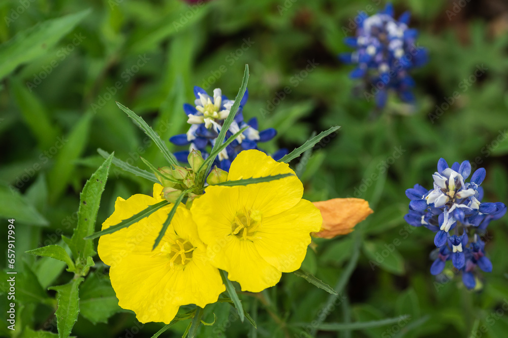 Obraz premium Texas Spring Wildflowers - yellow