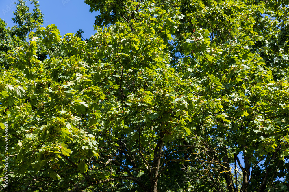 Fototapeta premium maple trees in the autumn season in sunny weather