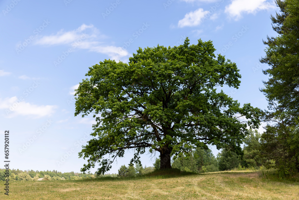 old tall oak with green foliage during drought old tall oak with green foliage during drought