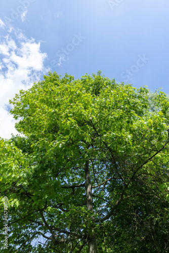 oak with green foliage in the spring season