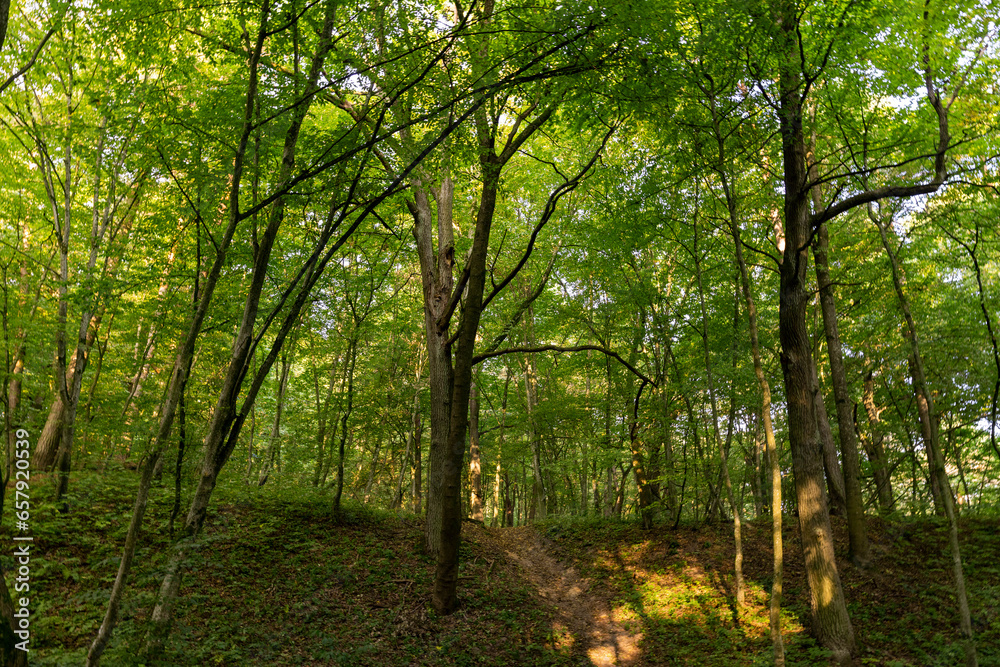 Obraz premium changing the color of the foliage of plants in the autumn season