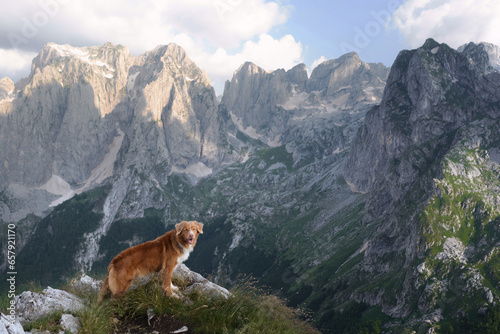 dog traveler in the mountains. Nova Scotia duck tolling retriever on top. Hiking with a pet 