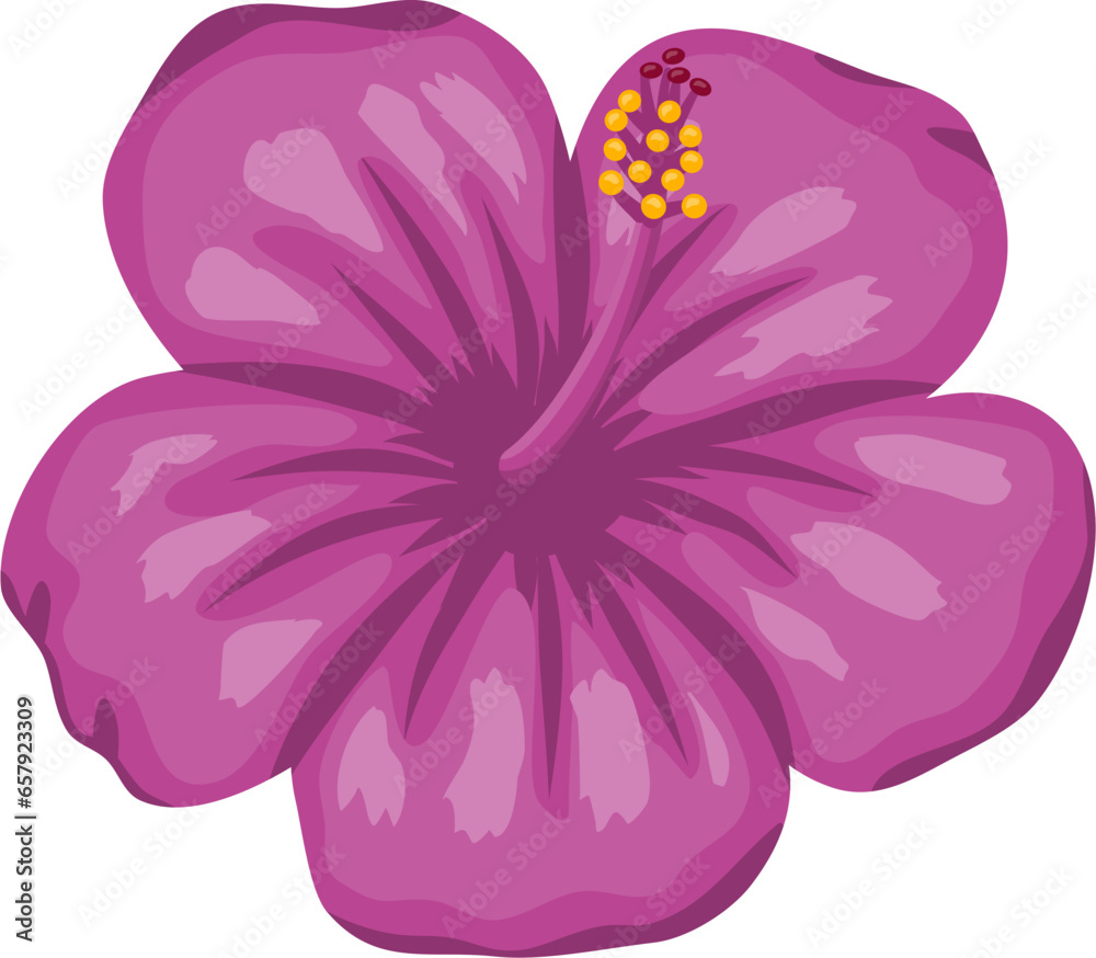 Hibiscus flower Illustration 