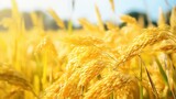 Close - up of a golden rice field. Solid foreground. Large rice field in the background. Blurred background.