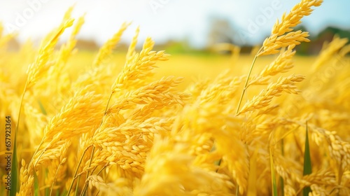 Close - up of a golden rice field. Solid foreground. Large rice field in the background. Blurred background. photo