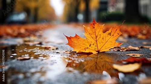 Autumn leaves sitting on wet pavement after rain  close up shot  low angle  minimalist photography