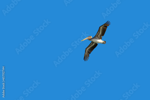 One Brown Pelican bird with wingspread and soaring in a clear blue sky