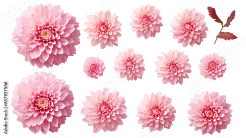 Pink Chrysanthemum Set: Top View of Flowers, Buds, & Leaves on Transparent Background, PNG © LifeStoryStudio