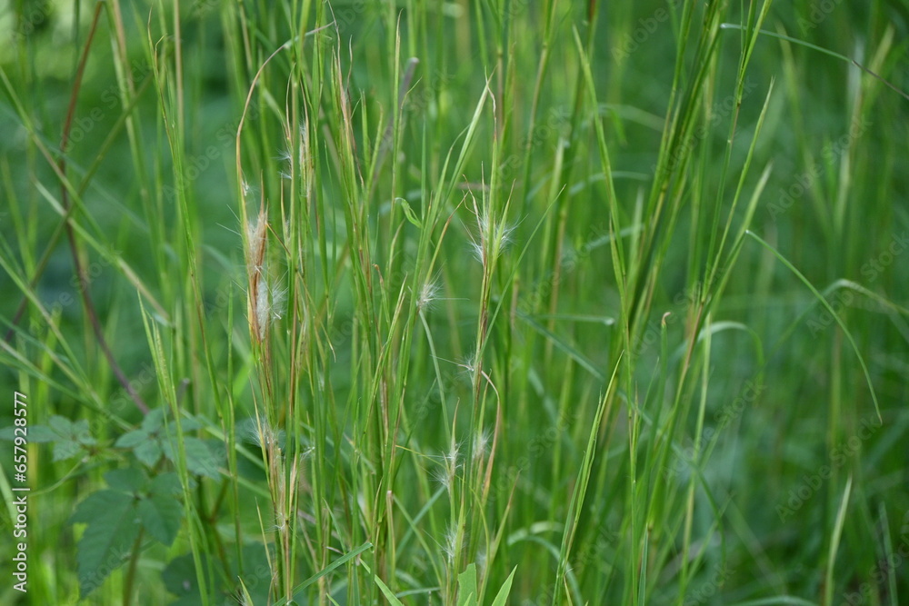 Broomsedge bluestem ( Andropogon virginicus ) flowers. Poaceae ...