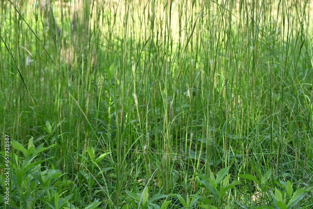 Broomsedge bluestem ( Andropogon virginicus ) flowers. Poaceae perennial plants. Native to North America. A weed that grows in vacant lots and produces spikelets on its inflorescences in autumn. Broomsedge bluestem ( Andropogon virginicus ) flowers. Poaceae perennial plants. Native to North America. A weed that grows in vacant lots and produces spikelets on its inflorescences in autumn.