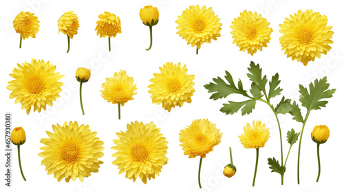 Delicate Yellow Chrysanthemum Set: Top View of Flowers, Buds, & Leaves on Transparent Background, PNG