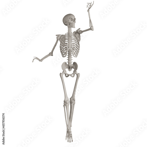 skeleton posing 3d render illustration