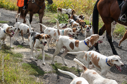 Bild auf Leinwand Fox hunt hounds