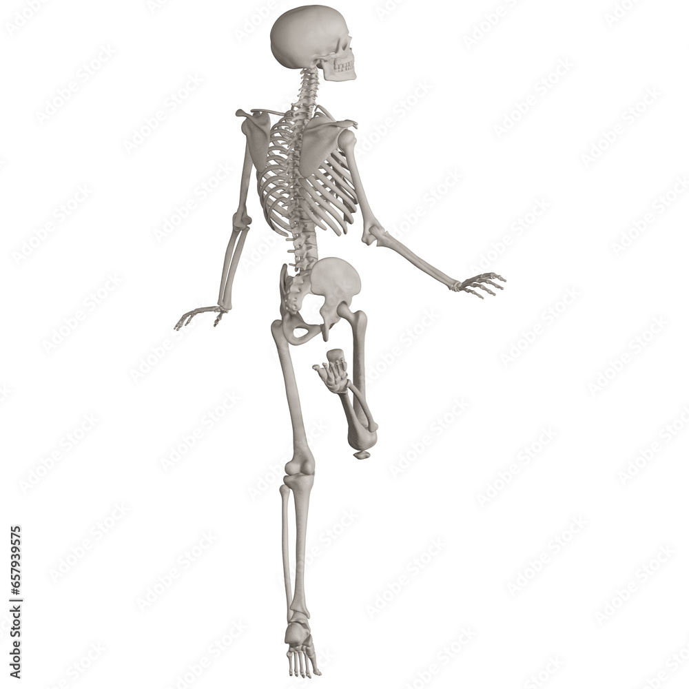 skeleton posing 3d render illustration with transparent background skeleton posing 3d render illustration with transparent background