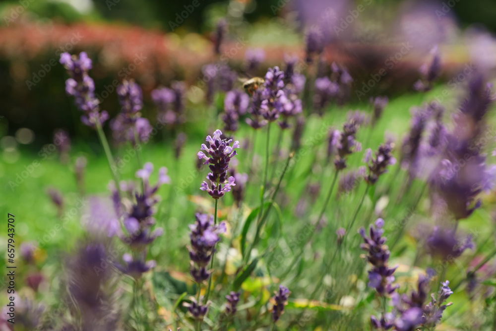 Obraz premium Beautiful lavender flowers growing in garden on summer day