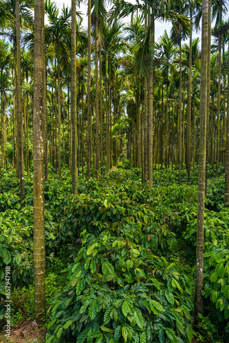 Areca nut trees with coffee plant plantation
