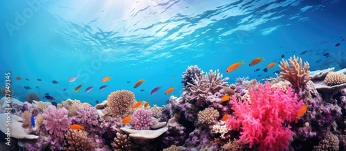 Diverse soft corals and a shoal of fish in a tropical reef