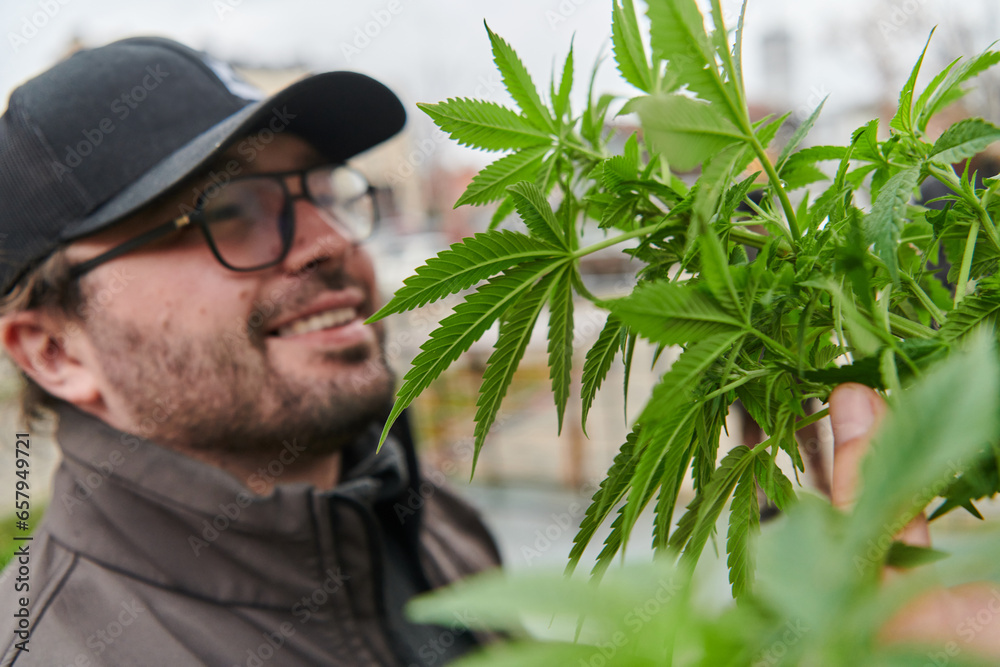 Man wearing a cap smelling the fragrant flowers of a marijuana plant, enjoying the natural aroma of cannabis blooms. Man wearing a cap smelling the fragrant flowers of a marijuana plant, enjoying the natural aroma of cannabis blooms.