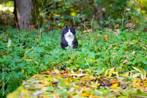 Senior pet cat exploring outdoors in autumn in the countryside