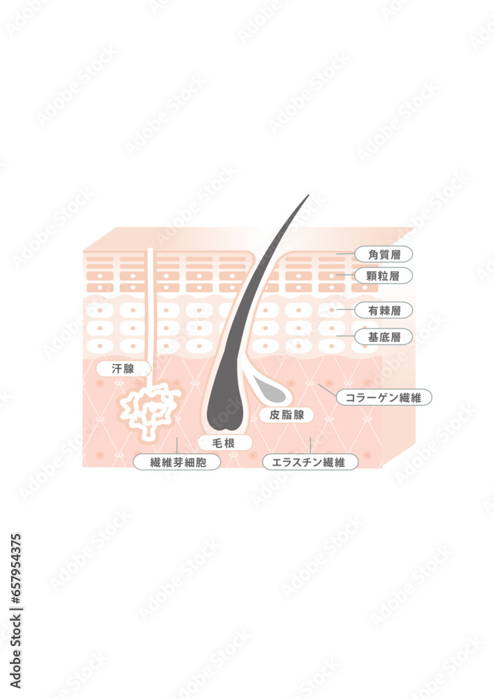 肌 皮膚 表皮 構造 説明 イラスト 美容 健康 解説 Stock Vector | Adobe Stock