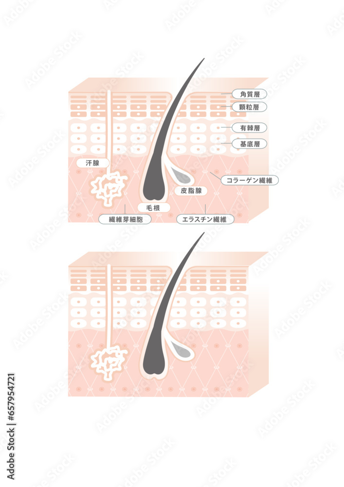 肌 皮膚 表皮 構造 説明 イラスト 美容 健康 解説 Stock Vector | Adobe Stock
